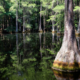 A picture of a beautiful swamp- clear water with trees in a wooded area.